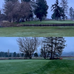 Tree removal #15 green #3