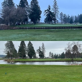 Tree removal #15 green