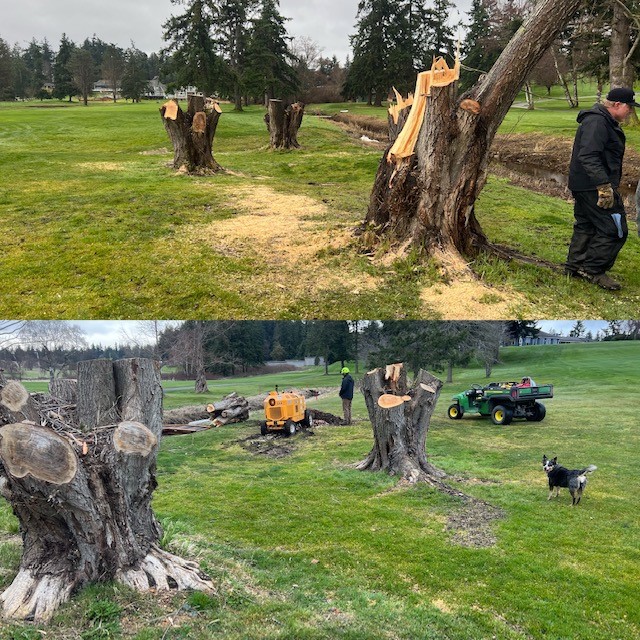 Stump grinding left of #9