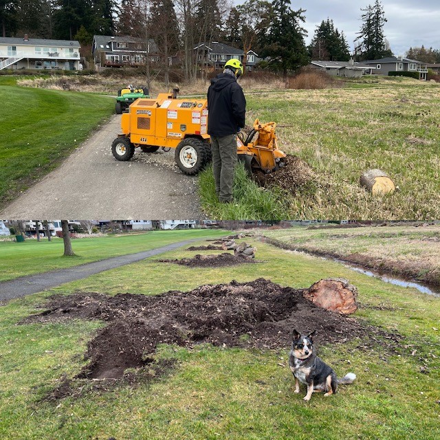 Stump grinding right of #17