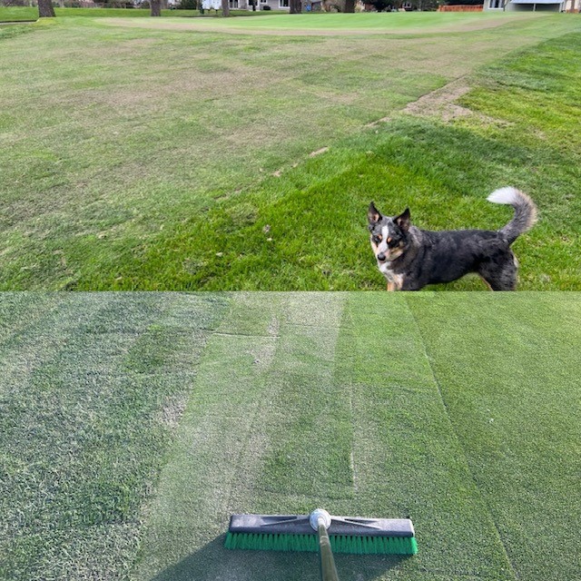 Topdressing #13 green and approach